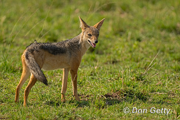 Black-backed Jackal
