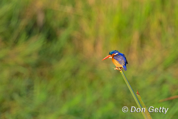 Malachite Kingfisher