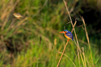 Malachite Kingfisher