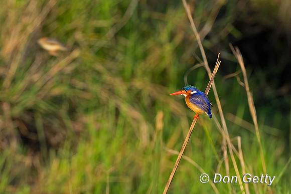 Malachite Kingfisher