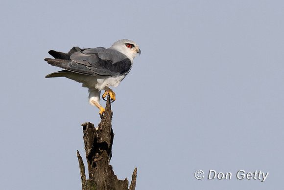 Black-shouldered Kite
