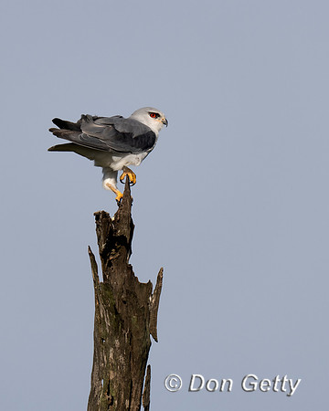 Black-shouldered Kite