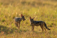 Black-backed Jackal