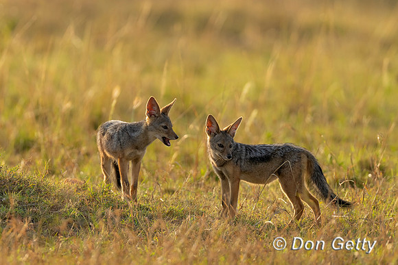 Black-backed Jackal
