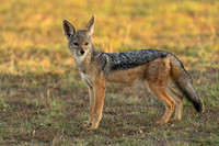 Black-backed Jackal