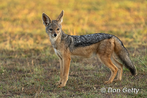 Black-backed Jackal