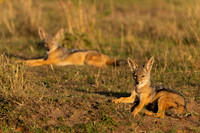 Jackal, Black-backed