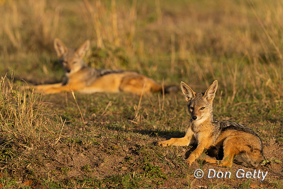 Black-backed Jackal