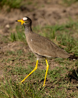 African Wattled Lapwing