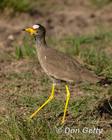 African Wattled Lapwing