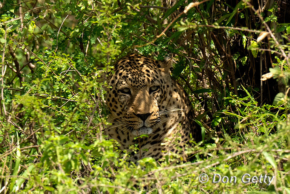 Leopard