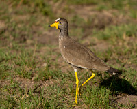 African Wattled Lapwing