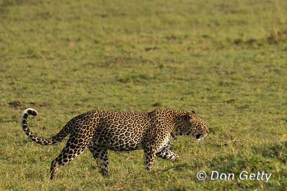 Leopard