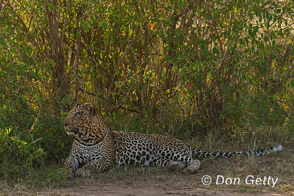 Leopard