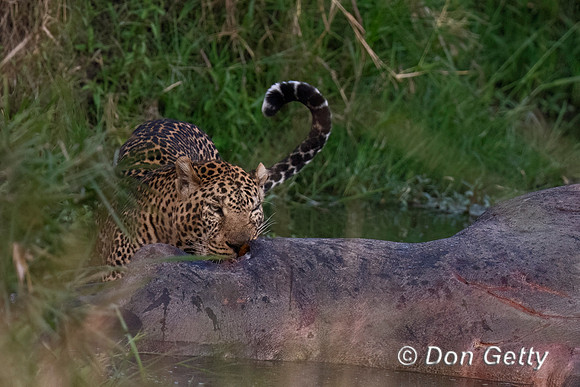 Leopard