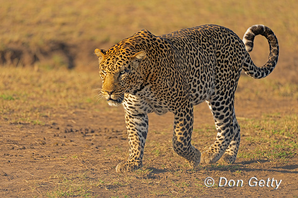 Leopard