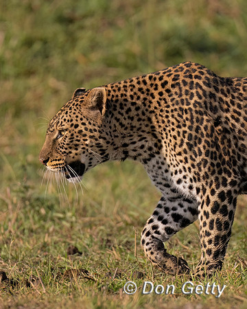 Leopard