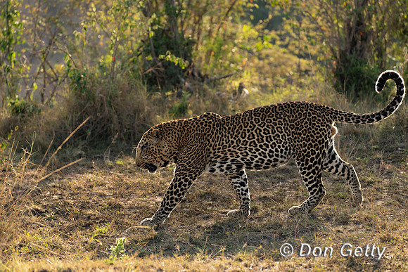 Leopard