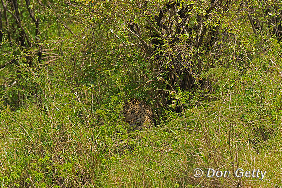 Leopard