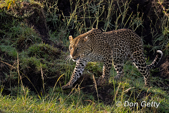 Leopard