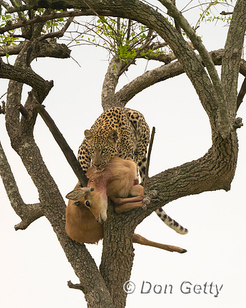 Leopard