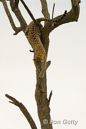 Leopard
