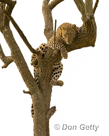 Leopard