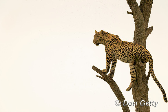 Leopard