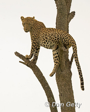 Leopard