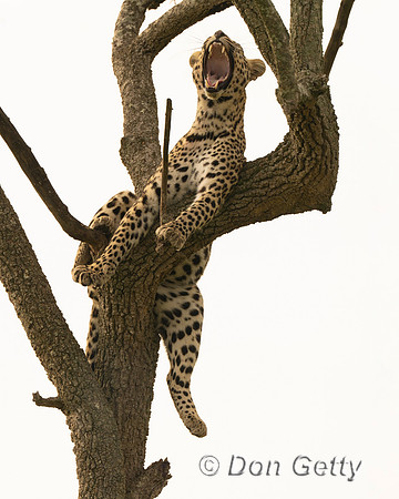 Leopard