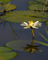 Water Lily