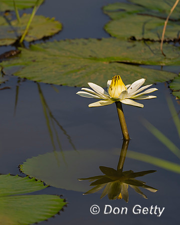 Water Lily