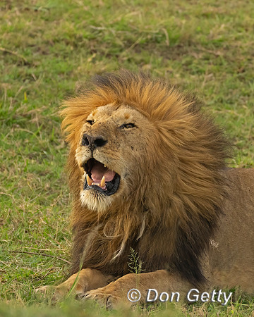 Lion