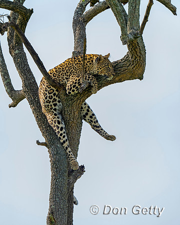 Leopard