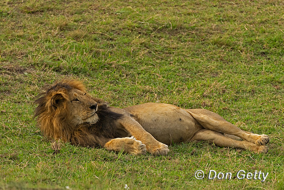 Lion