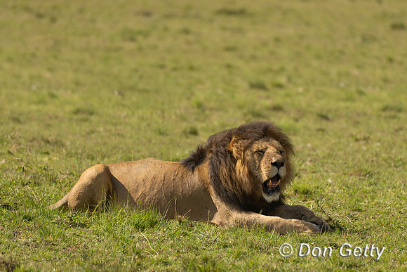 Lion