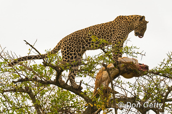 Leopard