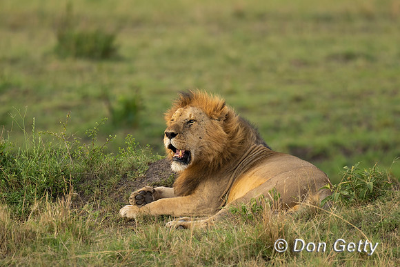 Lion