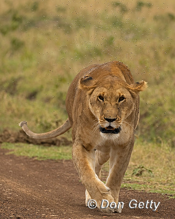Lion