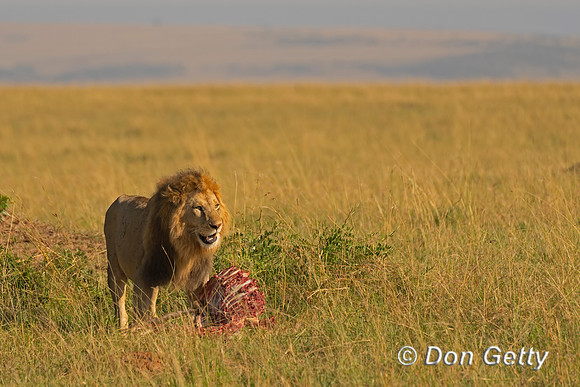 Lion