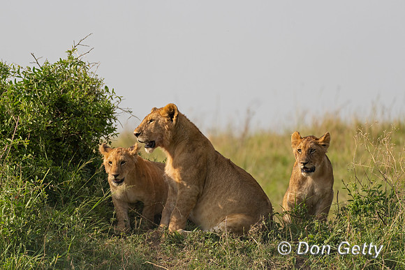 Lion