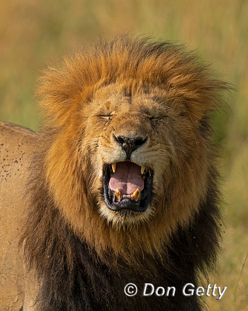 Lion