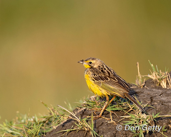 Yellow-throated Longclaw