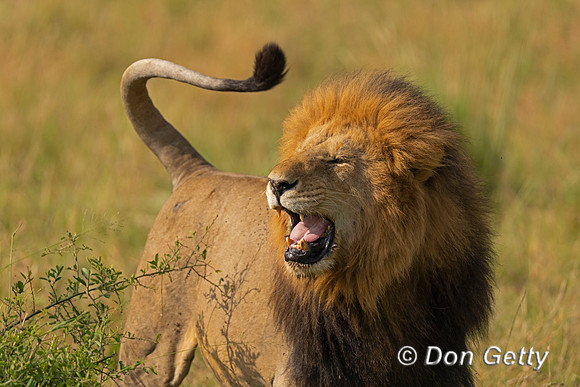 Lion