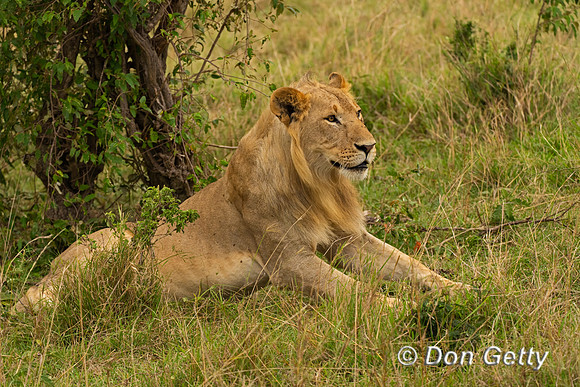 Lion