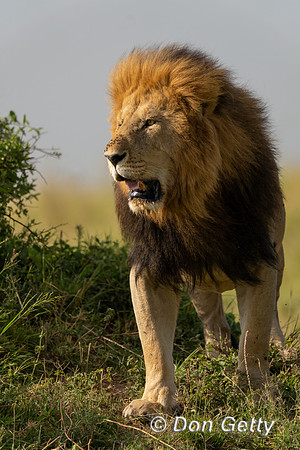 Lion