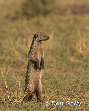 Banded Mongoose