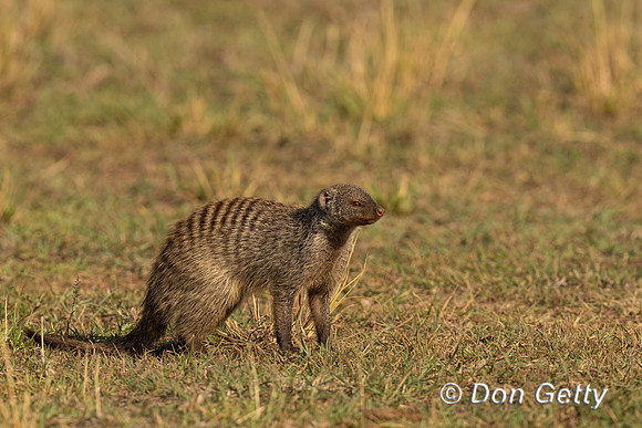 Banded Mongoose