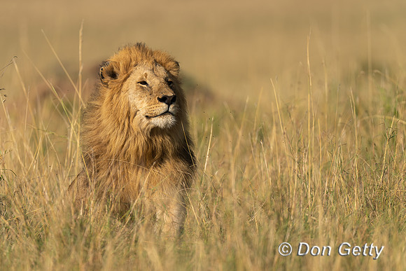 Lion