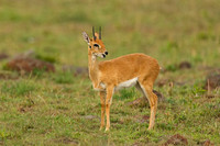 Oribi